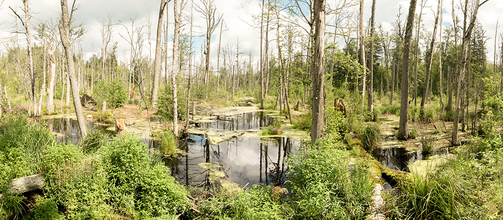 Bialowieza_net